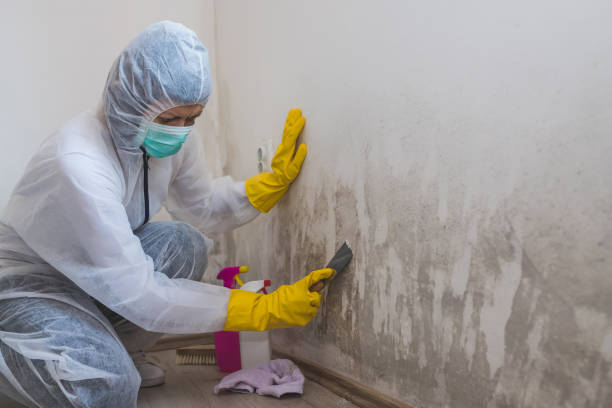 Best Mold Remediation for Healthcare Facilities  in Ridge, NY