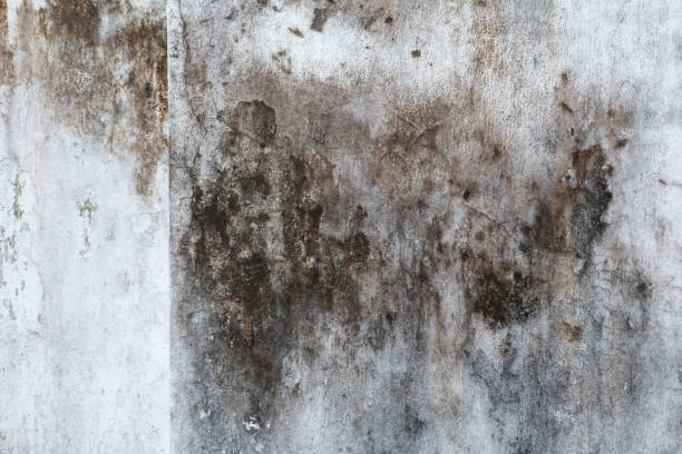 Best Mold-Related Health Consultation  in Ridge, NY