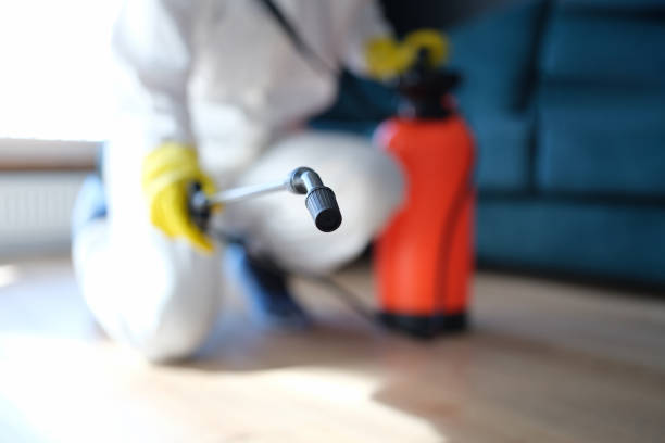 Best Mold Odor Removal Services  in Ridge, NY