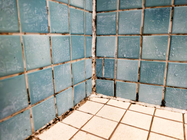 Best Comprehensive Air Testing for Mold Contaminants  in Ridge, NY