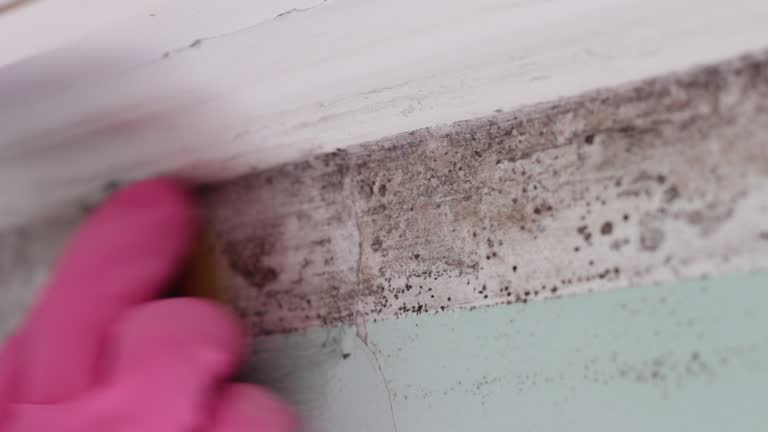 Best Asbestos and Lead Testing During Mold Inspection  in Ridge, NY